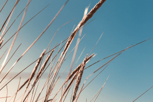 Grass with blue sky background