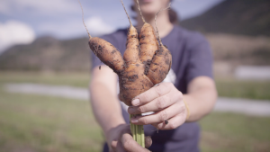 lady holding up carrots that were just pulled from the ground