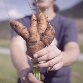 A lady holds up carrots that were just pulled from the ground