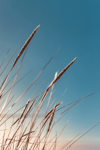 Grass with blue sky background
